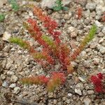 Crassula tillaea Habit