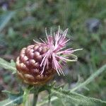 Rhaponticum coniferum Blomst