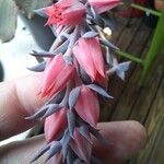 Echeveria shavianaFlower