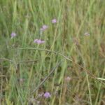 Dichanthium aristatum Costuma