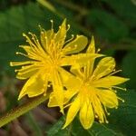 Corchorus hirtus പുഷ്പം