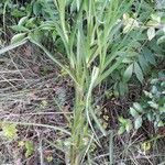 Tragopogon dubius Foglia