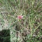Tragopogon angustifolius 花