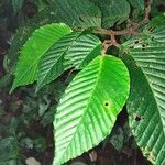 Begonia convallariodora Hoja