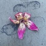 Ceiba speciosa Blüte