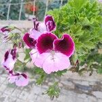 Pelargonium grandiflorum Fleur