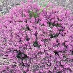 Erica erigena Floare