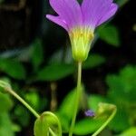 Oxalis latifolia Virág