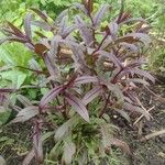 Penstemon digitalis Hoja
