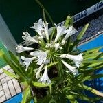 Agapanthus africanus फूल