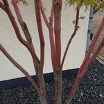 Acer japonicum Кара