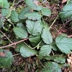 Rubus ursinus Leaf