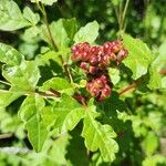 Rhus aromatica Gyümölcs