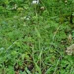 Fourraea alpina Alkat (teljes növény)