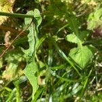 Lactuca muralis Leaf