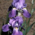 Iris pallida പുഷ്പം