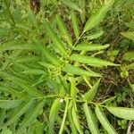 Sambucus ebulus Leaf