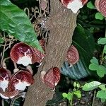 Aristolochia arborea Coajă