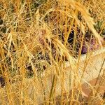 Deschampsia cespitosa Flors