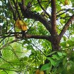 Averrhoa carambola Froito