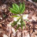 Cardamine kitaibelii Leaf