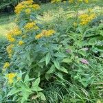 Senecio ovatus Habitus