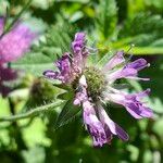 Knautia dipsacifoliaFlower