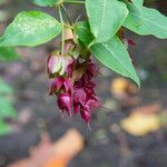 Leycesteria formosa Квітка