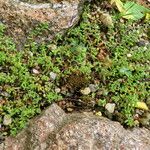 Sedum anglicum Habitus