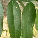 Garcinia atroviridis Leaf