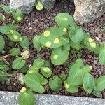 Arisarum simorrhinum Blad