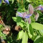 Borago officinalisBlomst