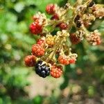 Rubus urticifolius Fruit