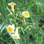 Freylinia lanceolata Flower