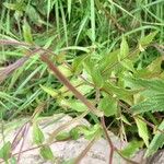 Epilobium montanum Φύλλο