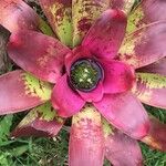 Neoregelia concentrica পাতা