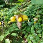 Gmelina philippensis Floare