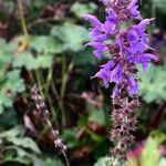 Salvia pratensis Flower