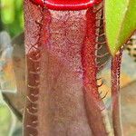 Nepenthes × neglecta Blüte