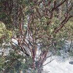 Arctostaphylos pringlei Habit