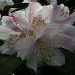 Rhododendron adenogynum Flower