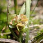 Elatine brochonii Fruit