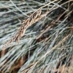 Festuca glaucaFlors