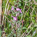 Pedicularis sylvatica Flower