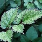 Astilbe japonica Hostoa