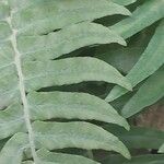 Blechnum appendiculatum Folha