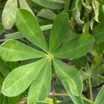 Lupinus nootkatensis List