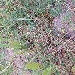 Briza minor Fruit
