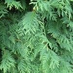 Thuja occidentalisFuelha