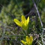 Gagea bohemica Fula
